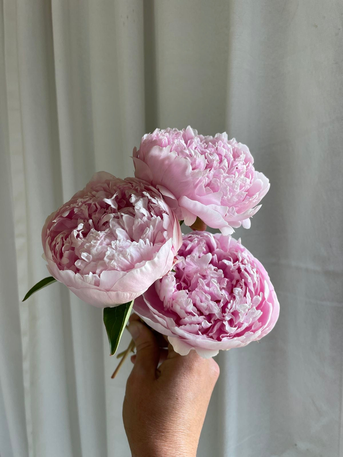 Peony Bouquet (seasonal)