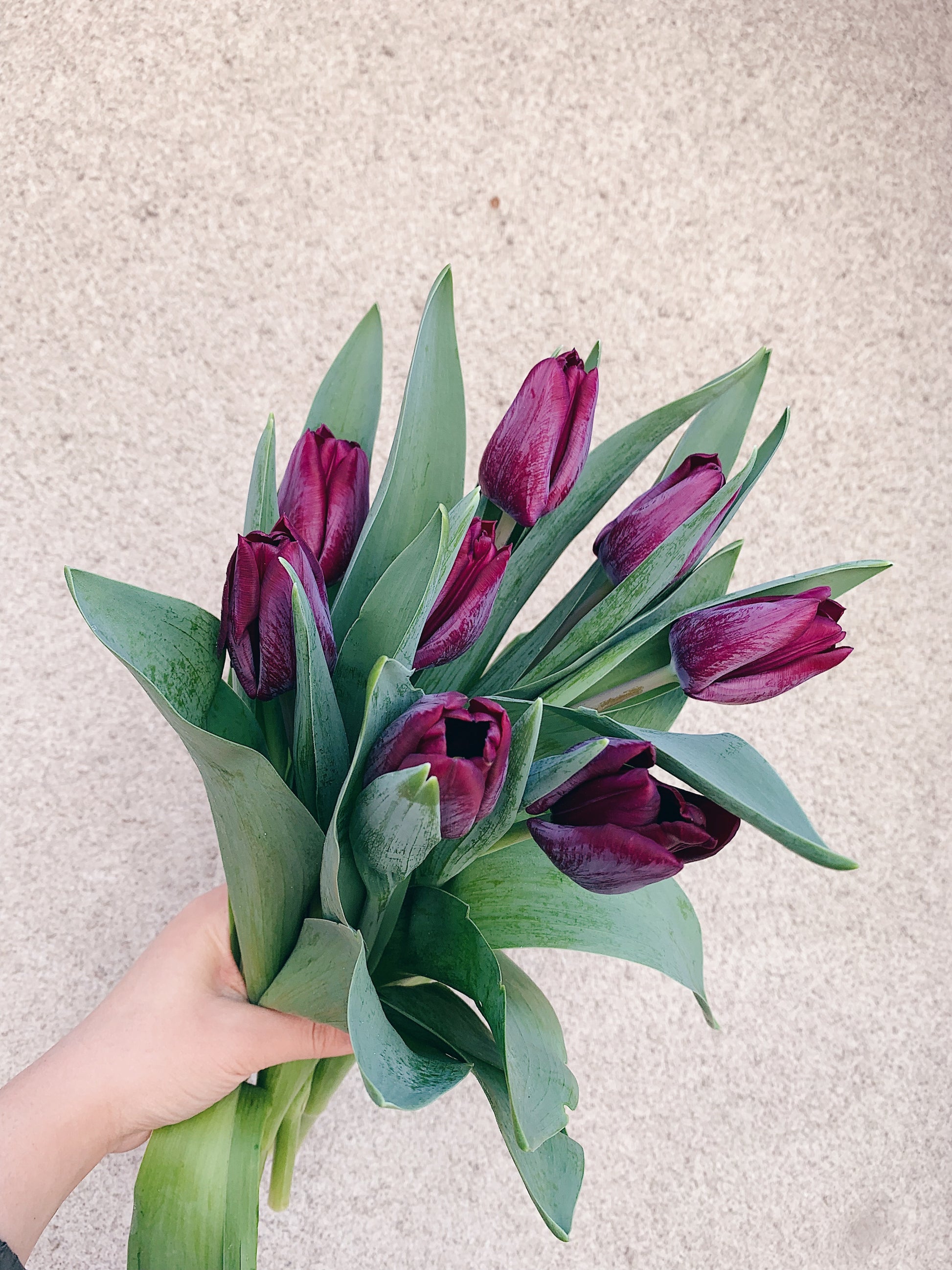 Tulip Bouquet – Single or Double (Assorted Colors)