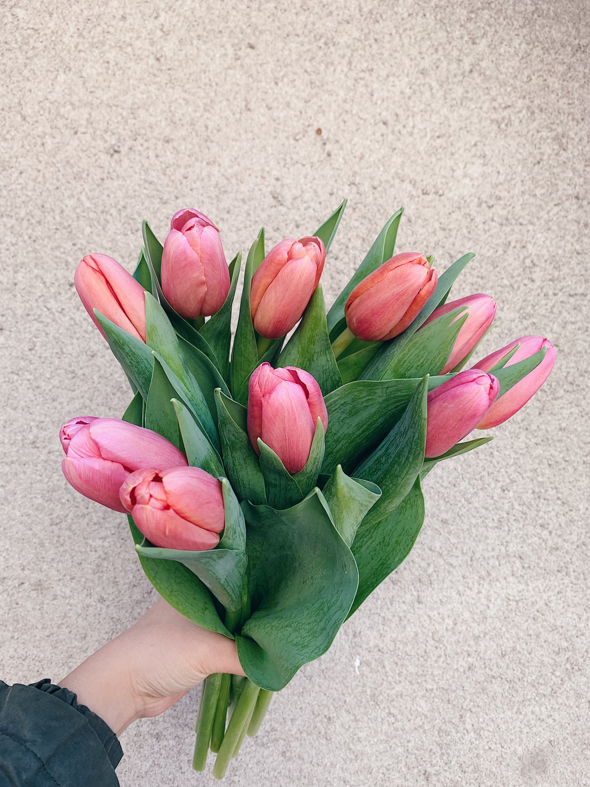 Tulip Bouquet – Single or Double (Assorted Colors)