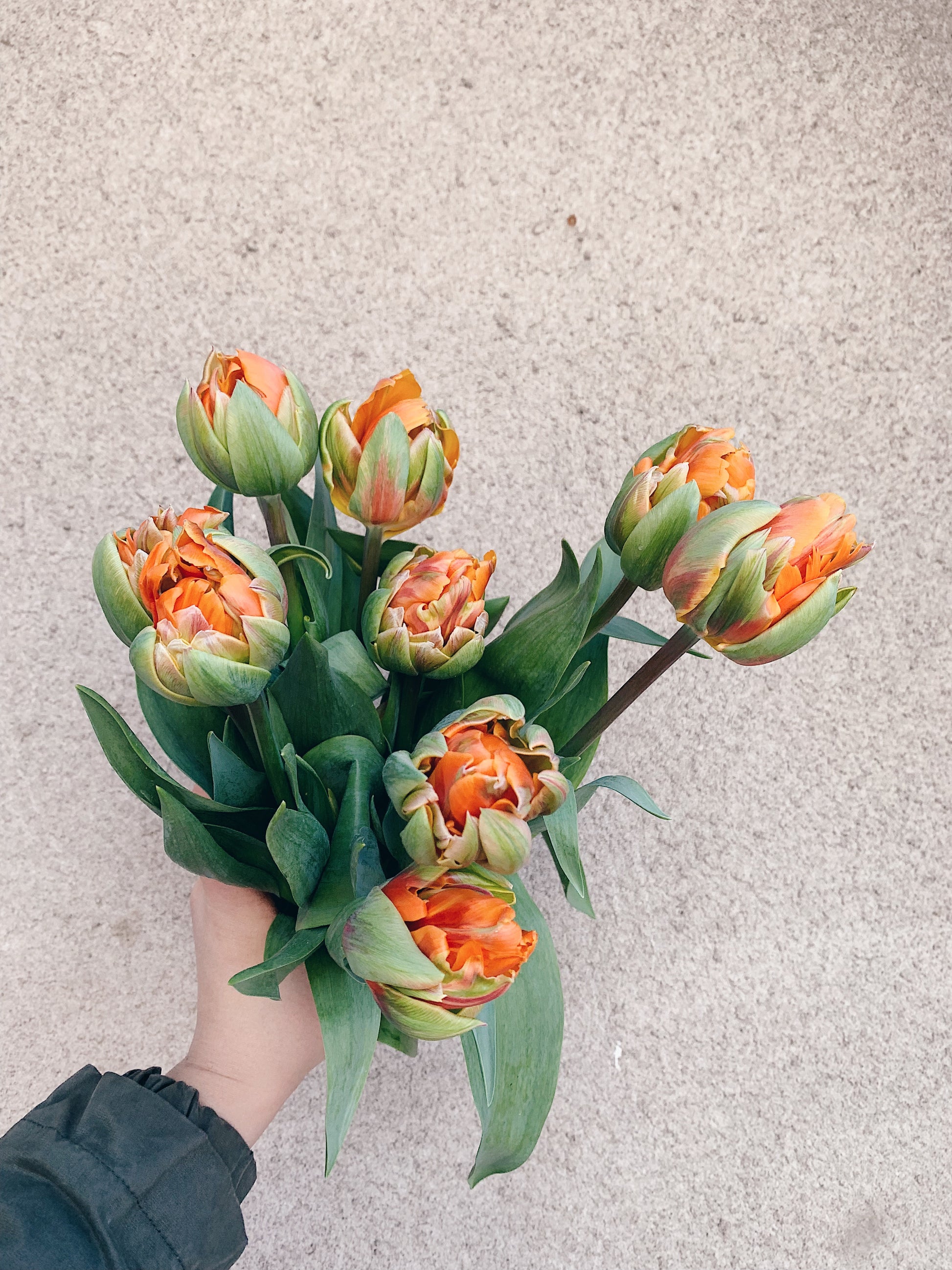 Tulip Bouquet – Single or Double (Assorted Colors)