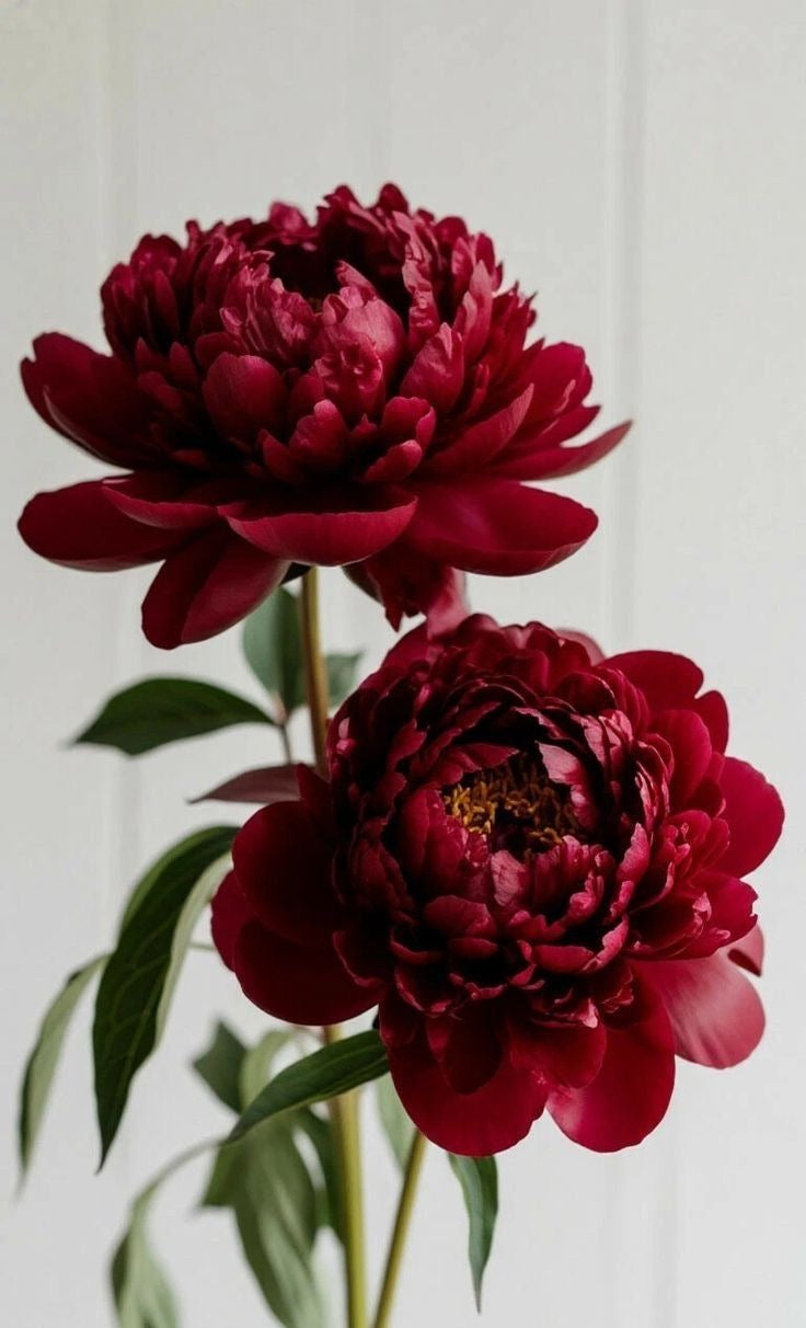 Peony Bouquet (seasonal)