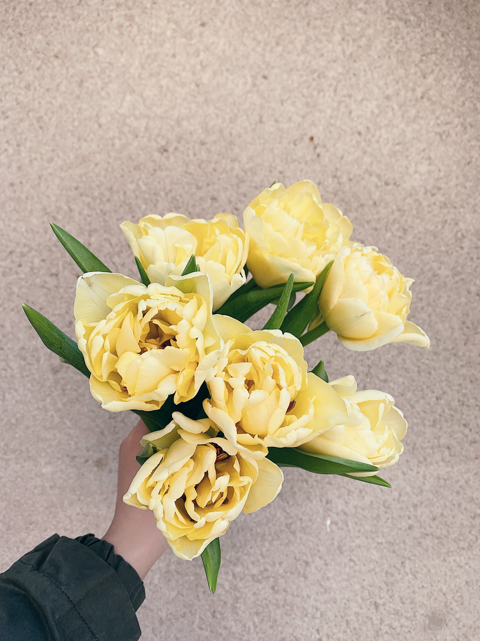 Tulip Bouquet – Single or Double (Assorted Colors)