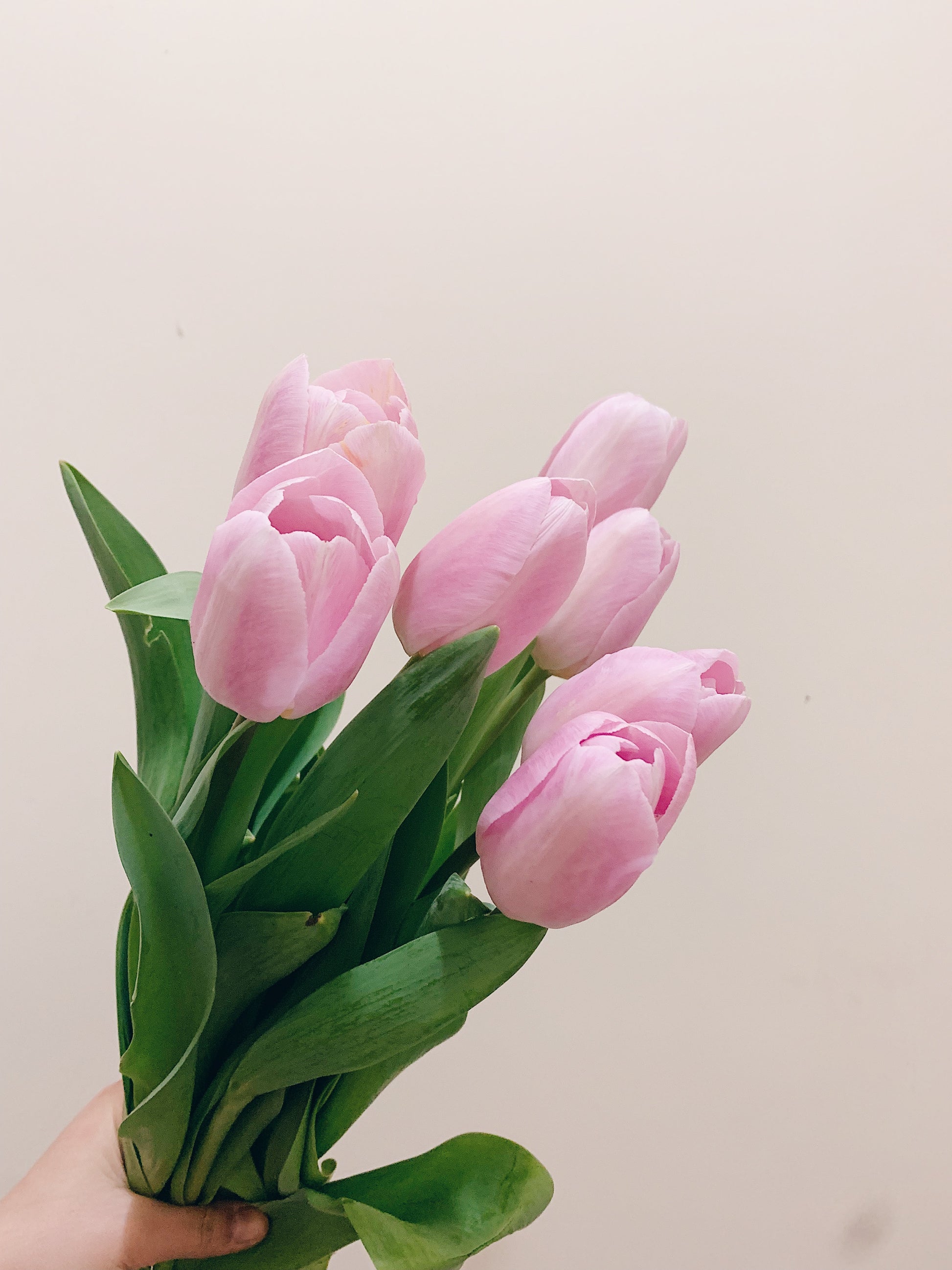 Tulip Bouquet – Single or Double (Assorted Colors)